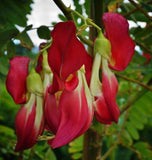 Sesbania grandiflora | Vegetable Hummingbird | Agati | Baby Boots | 10_Seeds
