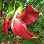 Sesbania grandiflora | Vegetable Hummingbird | Agati | Baby Boots | 10_Seeds