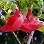 Sesbania grandiflora | Vegetable Hummingbird | Agati | Baby Boots | 10_Seeds