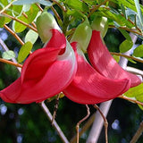 Sesbania grandiflora | Vegetable Hummingbird | Agati | Baby Boots | 10_Seeds