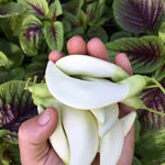 Sesbania grandiflora | Vegetable Hummingbird | Agati | Baby Boots | 10_Seeds