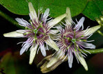 Passiflora sexflora | Goatsfoot | Batwing Passion Flower | 20_Seeds