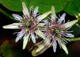 Passiflora sexflora | Goatsfoot | Batwing Passion Flower | 20_Seeds