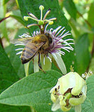 Passiflora sexflora | Goatsfoot | Batwing Passion Flower | 20_Seeds