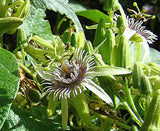Passiflora sexflora | Goatsfoot | Batwing Passion Flower | 20_Seeds
