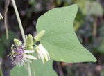 Passiflora sexflora | Goatsfoot | Batwing Passion Flower | 20_Seeds