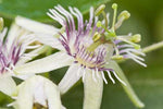 Passiflora sexflora | Goatsfoot | Batwing Passion Flower | 20_Seeds