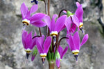 Dodecatheon amethystinum | Amethyst Shooting Star | 20_Seeds