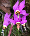 Dodecatheon amethystinum | Amethyst Shooting Star | 20_Seeds