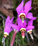 Dodecatheon amethystinum | Amethyst Shooting Star | 20_Seeds