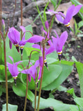 Dodecatheon amethystinum | Amethyst Shooting Star | 20_Seeds
