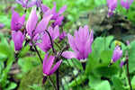 Dodecatheon amethystinum | Amethyst Shooting Star | 20_Seeds