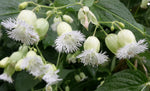 Silene fimbriata | Fringed campion | Bladderwort | 10_Seeds