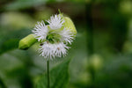 Silene fimbriata | Fringed campion | Bladderwort | 10_Seeds