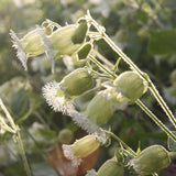 Silene fimbriata | Fringed campion | Bladderwort | 10_Seeds