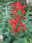 Silene regia | Royal Catchfly | 10_Seeds