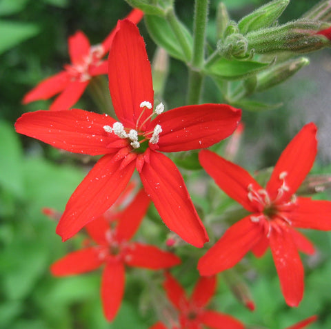 Silene regia | Royal Catchfly | 10_Seeds
