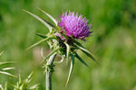 Silybum marianum | Milk Thistle | St. Marys Thistle | 10_Seeds