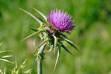 Silybum marianum | Milk Thistle | St. Marys Thistle | 10_Seeds