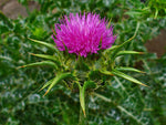Silybum marianum | Milk Thistle | St. Marys Thistle | 10_Seeds