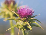 Silybum marianum | Milk Thistle | St. Marys Thistle | 10_Seeds