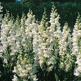 Antirrhinum majus Snowflake | Snapdragon | 20_Seeds