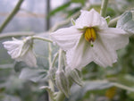 Solanum marginatum | Purple African & White Margined Nightshade | 50_Seeds
