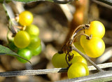 Solanum villosum aureum | Golden Pearls & Wonderberry | 100_Seeds