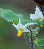 Solanum villosum aureum | Golden Pearls & Wonderberry | 100_Seeds