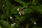 Solanum villosum aureum | Golden Pearls & Wonderberry | 100_Seeds