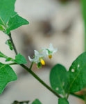 Solanum villosum aureum | Golden Pearls & Wonderberry | 100_Seeds