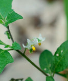Solanum villosum aureum | Golden Pearls & Wonderberry | 100_Seeds