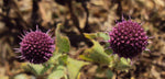 Sphaeranthus indicus | Munditika | Mundi | Shravana | Bhikshu | 50_Seeds