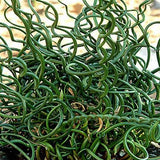 Juncus effusus spiralis | Corkscrew Rush | Twisted Arrows | 100_Seeds