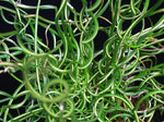 Juncus effusus spiralis | Corkscrew Rush | Twisted Arrows | 100_Seeds
