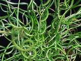 Juncus effusus spiralis | Corkscrew Rush | Twisted Arrows | 100_Seeds