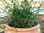 Juncus effusus spiralis | Corkscrew Rush | Twisted Arrows | 100_Seeds