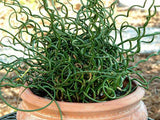 Juncus effusus spiralis | Corkscrew Rush | Twisted Arrows | 100_Seeds