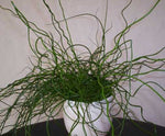 Juncus effusus spiralis | Corkscrew Rush | Twisted Arrows | 100_Seeds