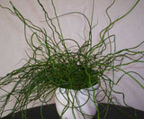 Juncus effusus spiralis | Corkscrew Rush | Twisted Arrows | 100_Seeds