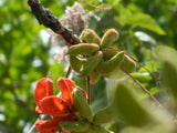 Sterculia villosa | Elephant Rope Tree|Hairy-Sterculia | Sardol | Udal | 5_Seeds