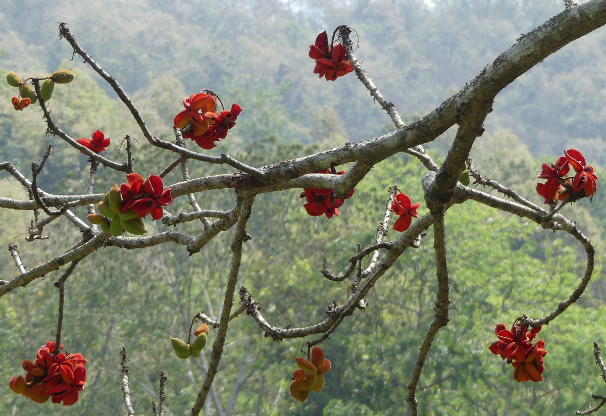 Sterculia villosa | Elephant Rope Tree|Hairy-Sterculia | Sardol | Udal ...