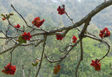 Sterculia villosa | Elephant Rope Tree|Hairy-Sterculia | Sardol | Udal | 5_Seeds
