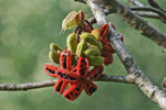 Sterculia villosa | Elephant Rope Tree|Hairy-Sterculia | Sardol | Udal | 5_Seeds
