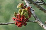 Sterculia villosa | Elephant Rope Tree|Hairy-Sterculia | Sardol | Udal | 5_Seeds