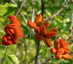 Sterculia villosa | Elephant Rope Tree|Hairy-Sterculia | Sardol | Udal | 5_Seeds