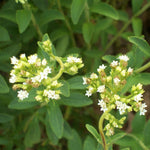 Stevia rebaudiana | Sweet Herb of Paraguay | Sweetleaf | 50_Seeds
