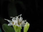 Stevia rebaudiana | Sweet Herb of Paraguay | Sweetleaf | 50_Seeds