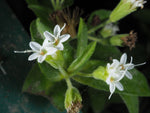 Stevia rebaudiana | Sweet Herb of Paraguay | Sweetleaf | 50_Seeds