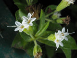 Stevia rebaudiana | Sweet Herb of Paraguay | Sweetleaf | 50_Seeds